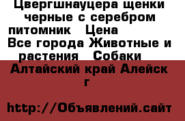 Цвергшнауцера щенки черные с серебром питомник › Цена ­ 30 000 - Все города Животные и растения » Собаки   . Алтайский край,Алейск г.